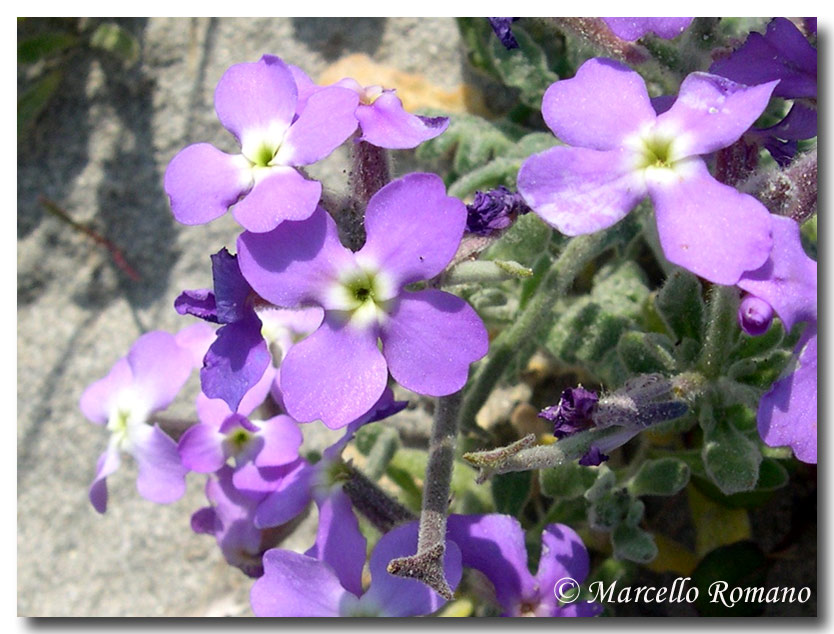 Matthiola tricuspidata / Violaciocca selvatica